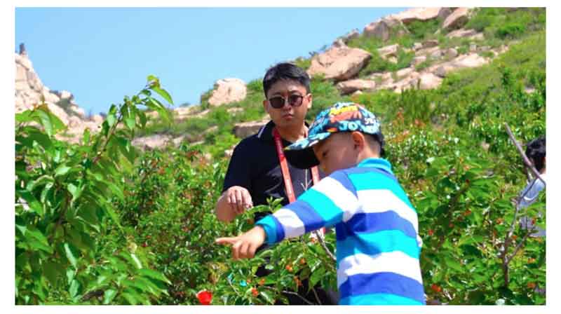 以節(jié)會(huì)友 赴一場(chǎng)櫻桃的盛宴